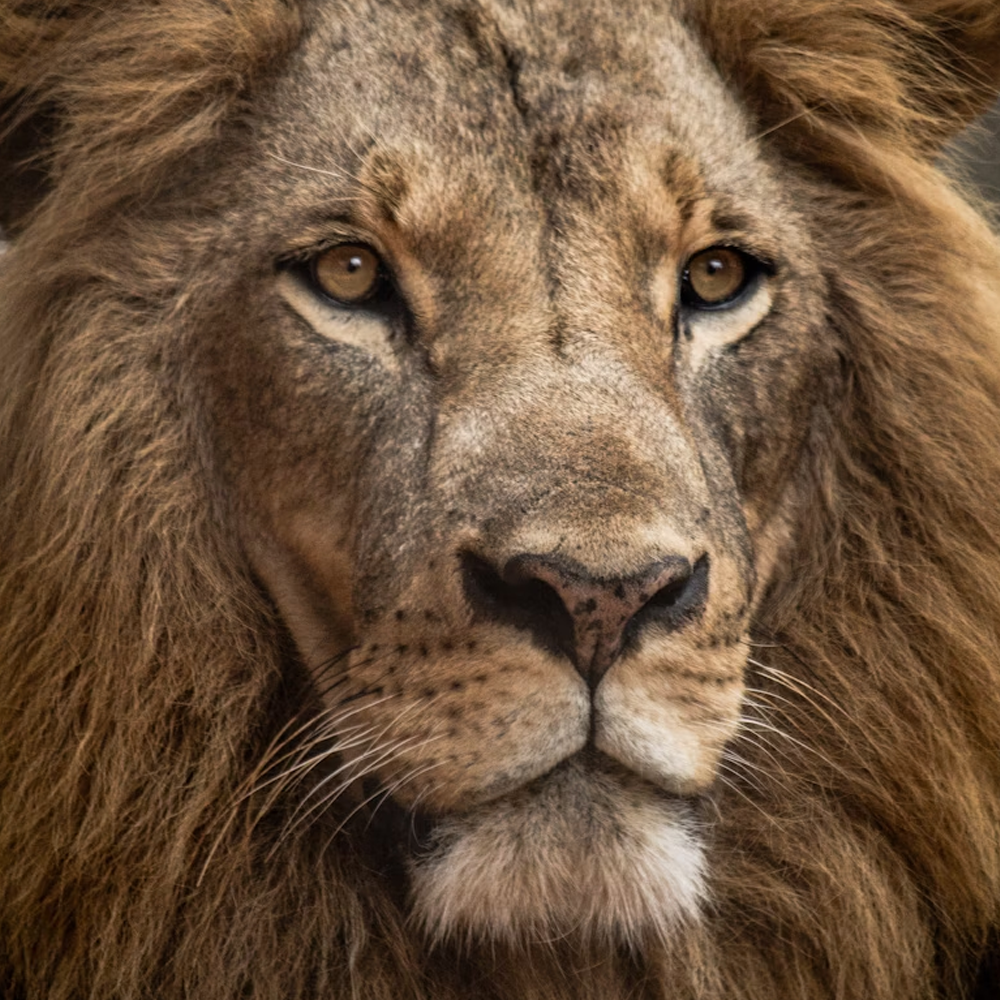 majestic photograph of a lion